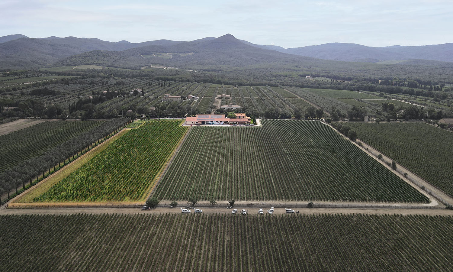 Le Macchiole - Vineyards