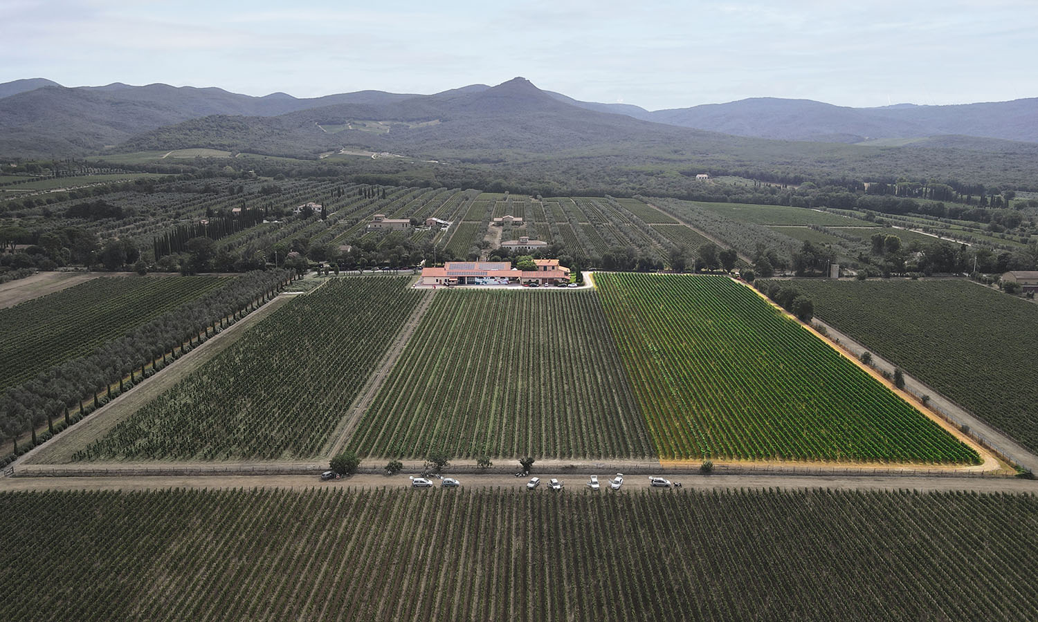 Le Macchiole - Vineyards