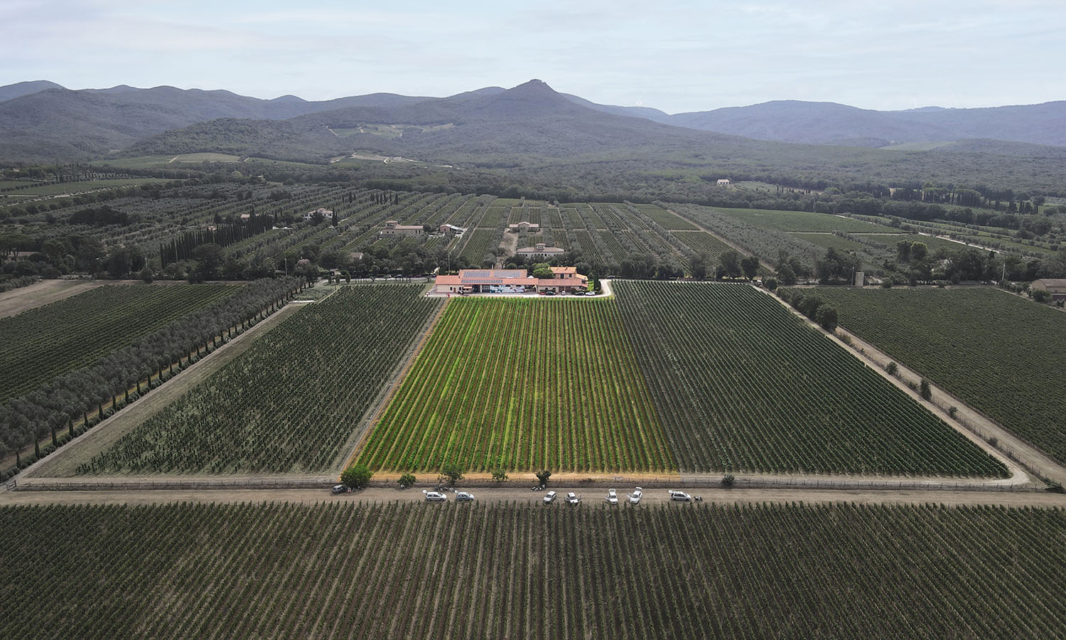 Le Macchiole - Vineyards