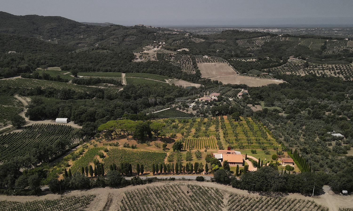 Le Macchiole - Vineyards