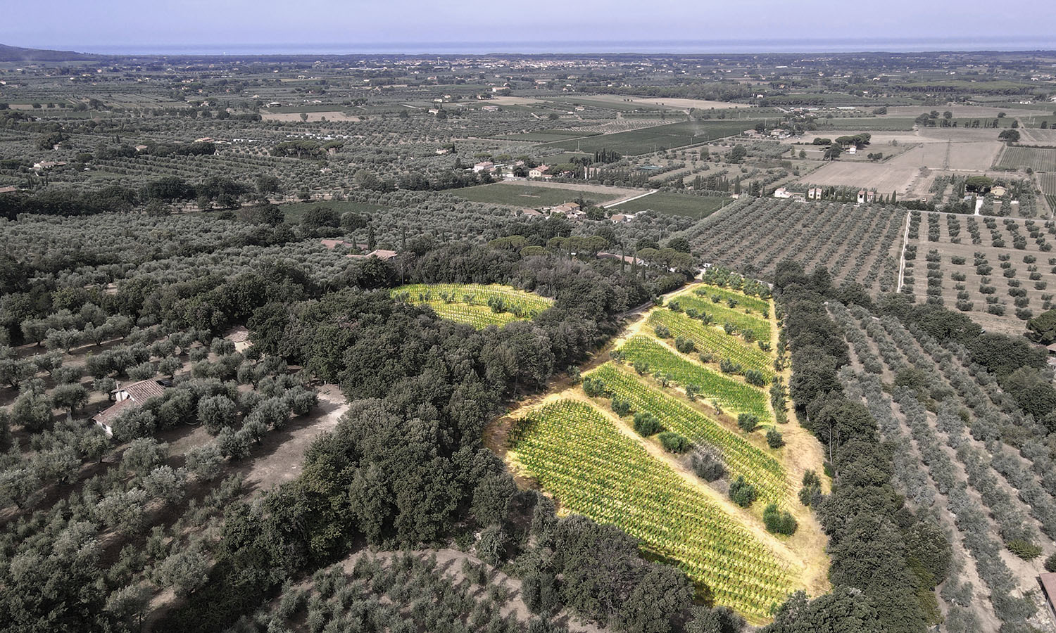 Le Macchiole - Vigneti