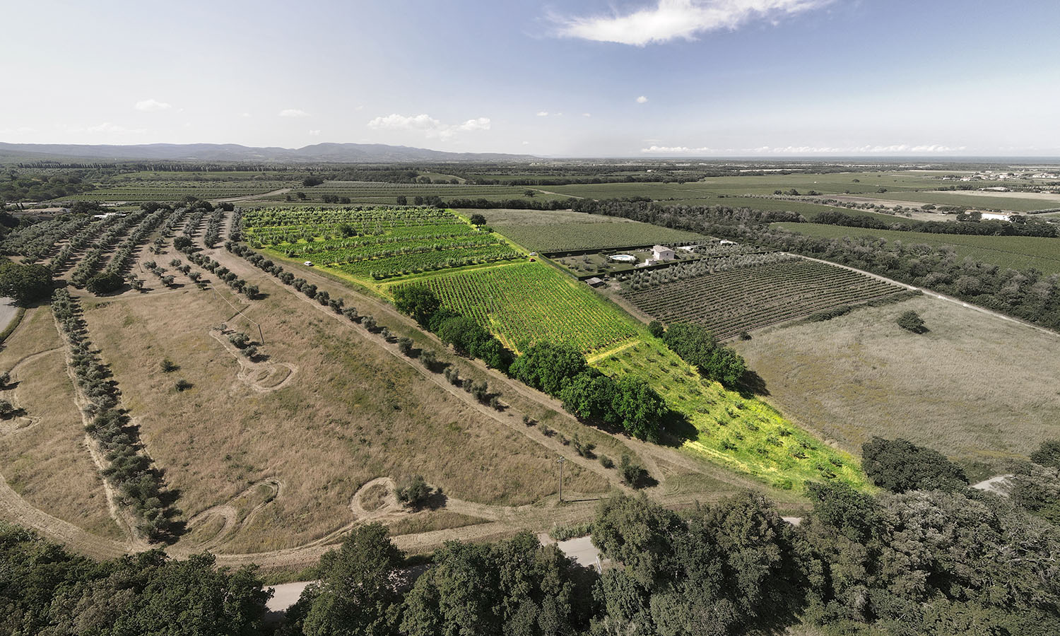 Le Macchiole - Vineyards