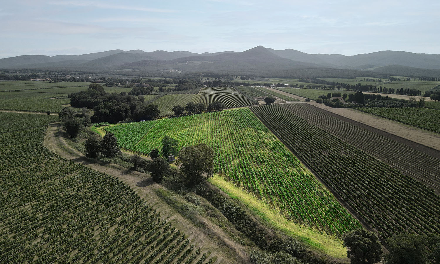 Le Macchiole - Vineyards