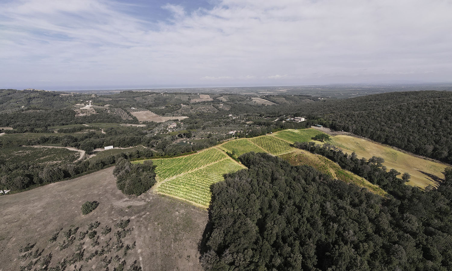 Le Macchiole - Vineyards