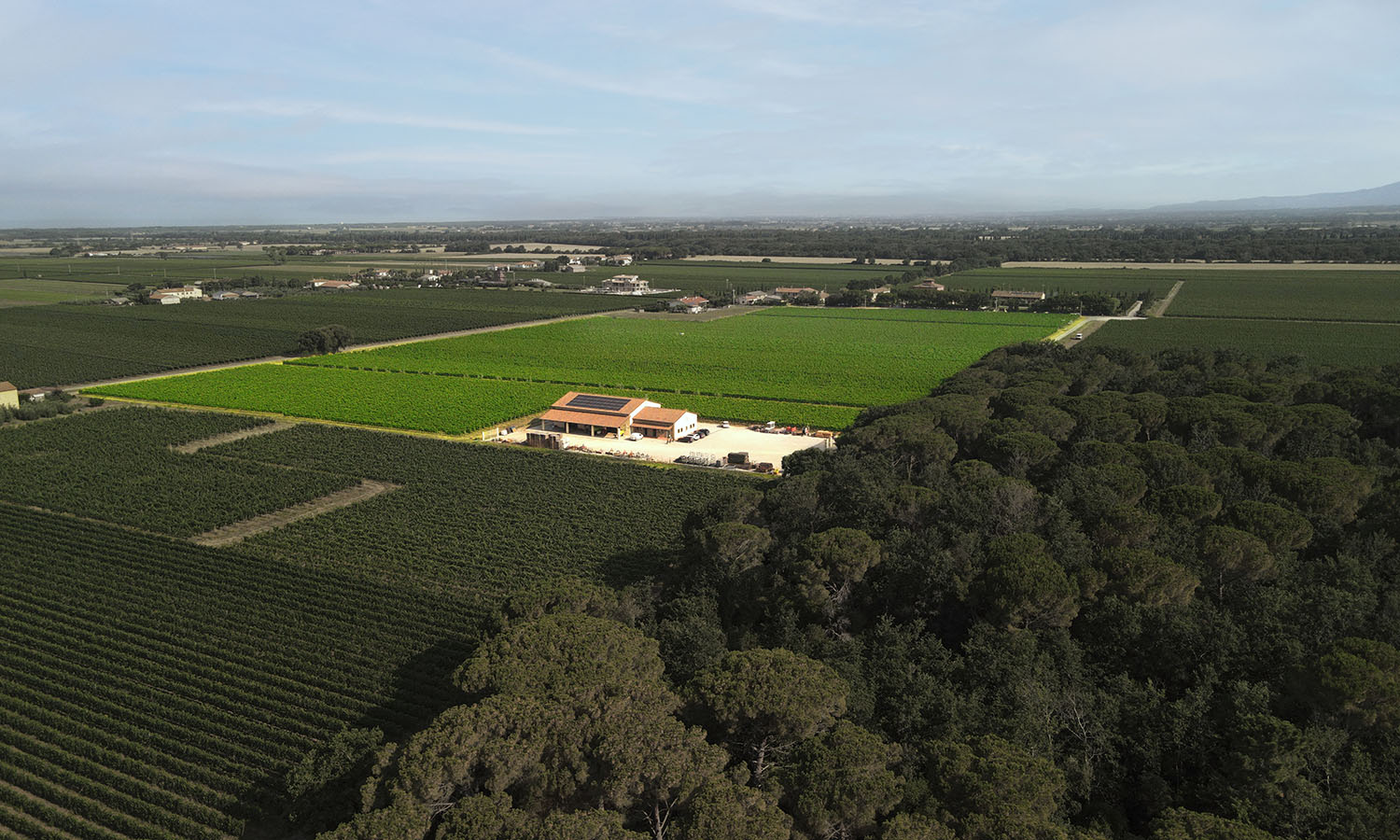 Le Macchiole - Vineyards