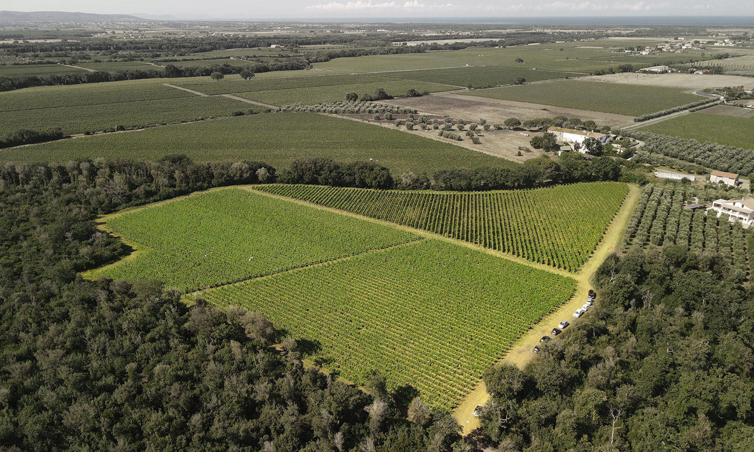 Le Macchiole - Vineyards