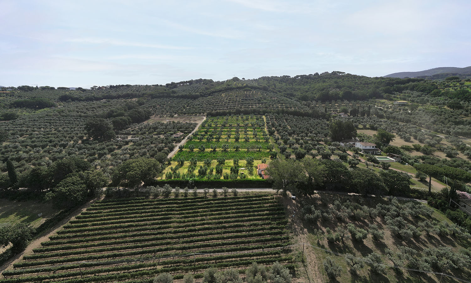 Le Macchiole - Vineyards