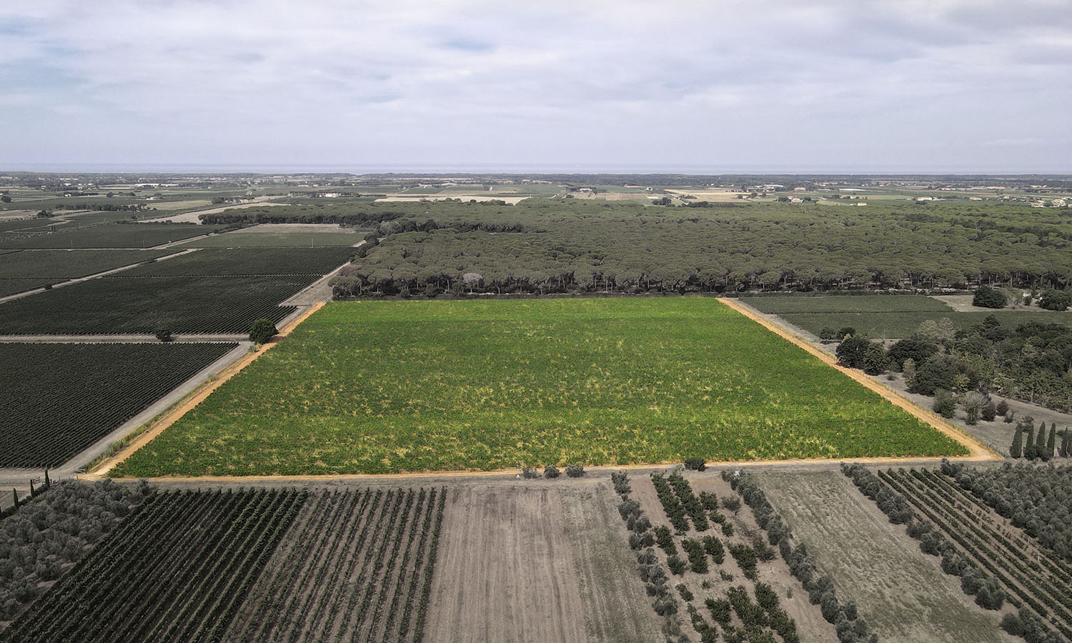 Le Macchiole - Vineyards